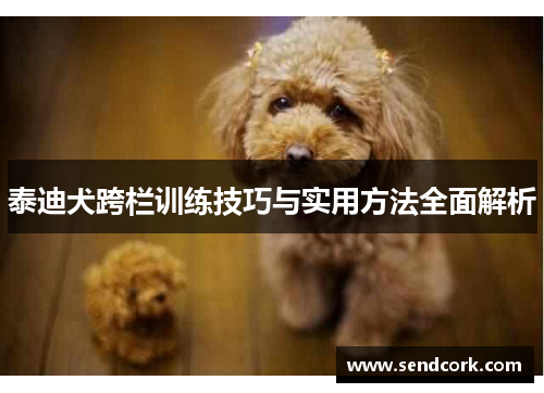泰迪犬跨栏训练技巧与实用方法全面解析